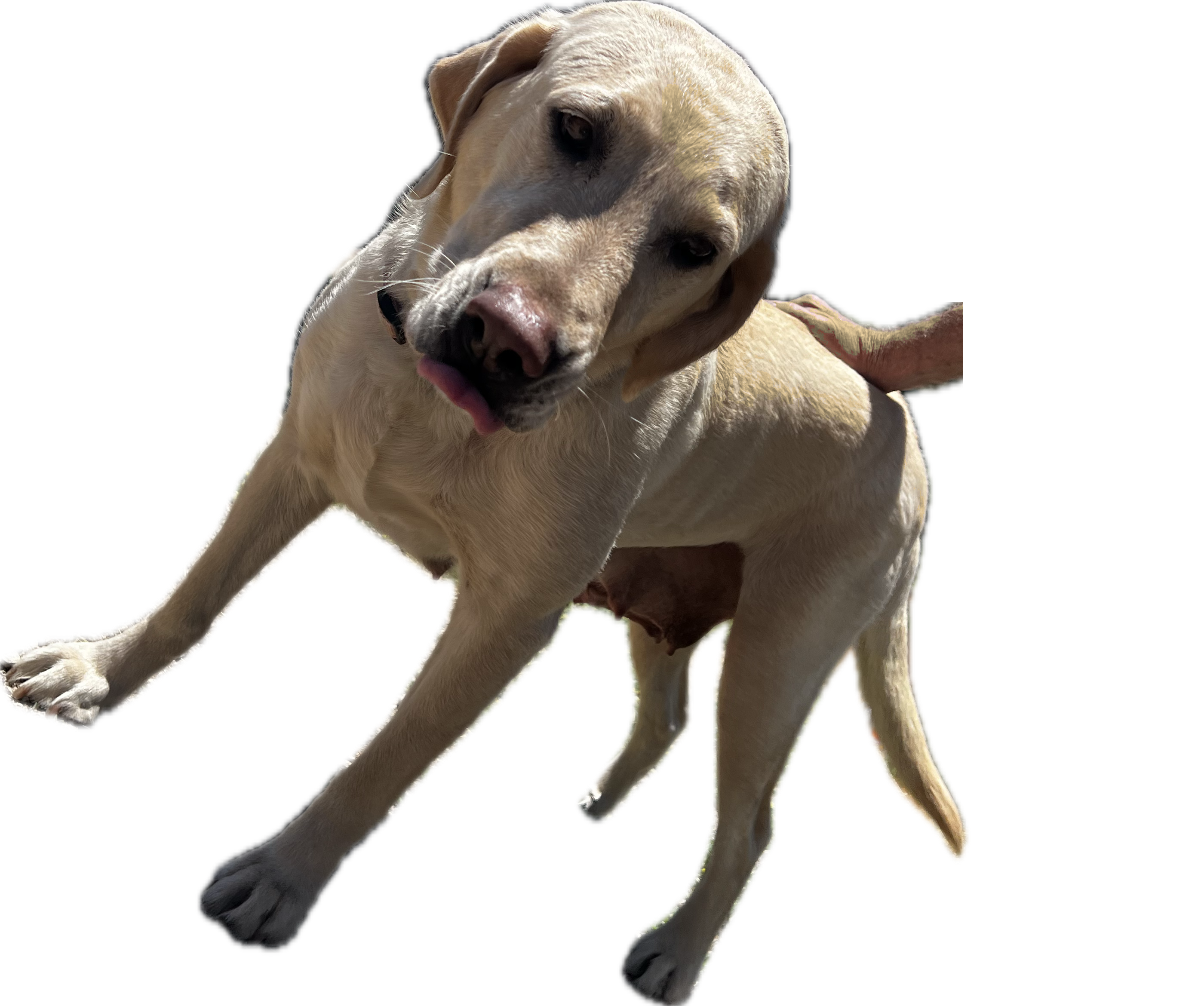 Sprague River Lisa Marie — yellow Labrador Retriever, OFA Excellent dam