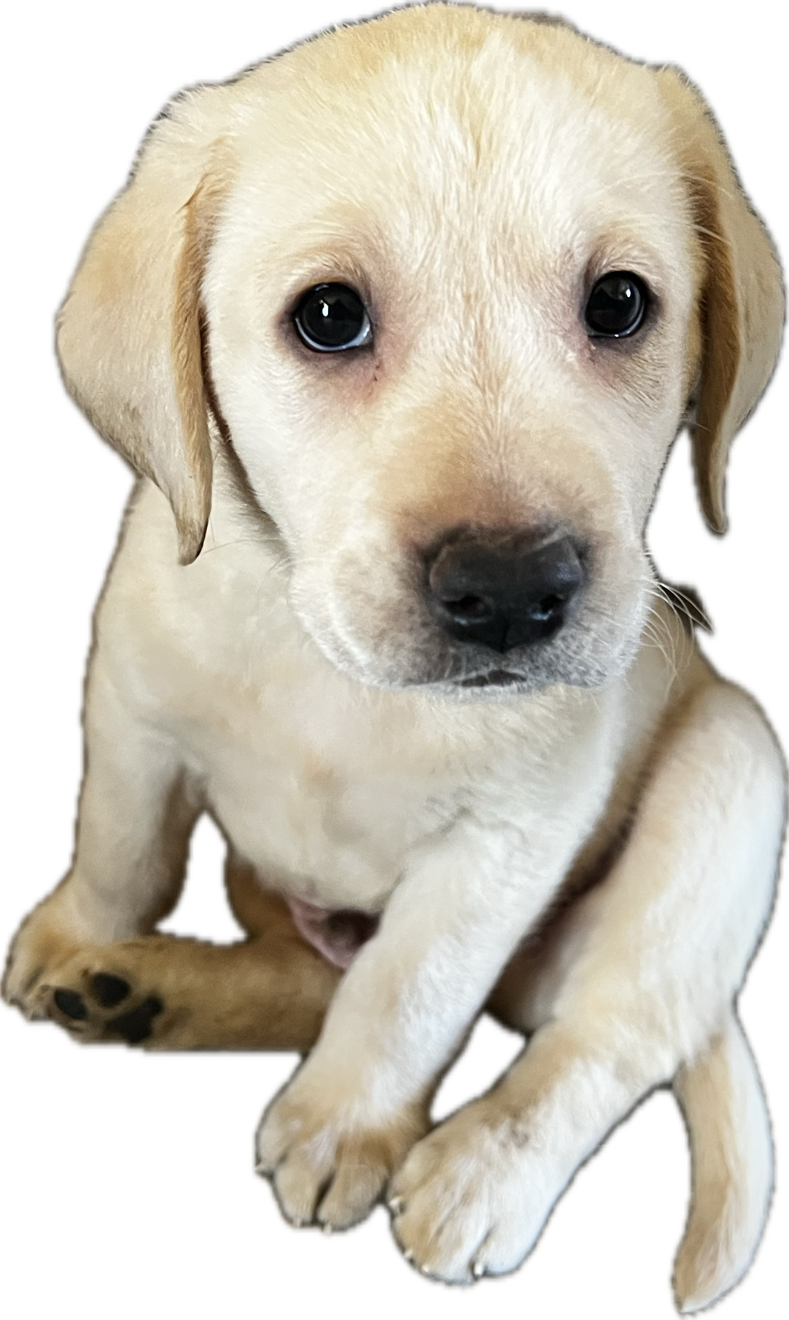 Yellow Labrador puppy from the spring 2026 litter — eight puppies, going home in June
