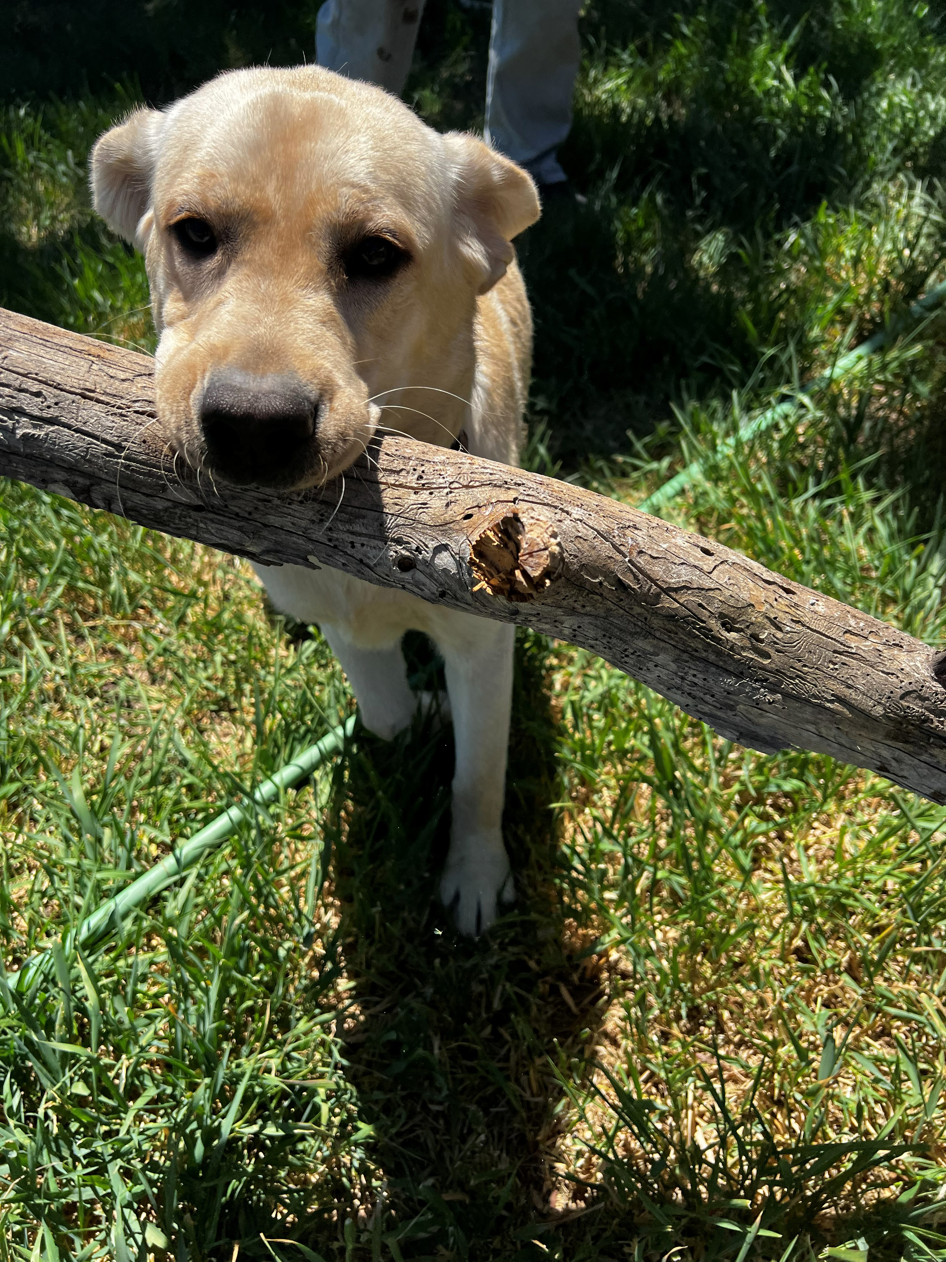 Queenie at seven months old — a yellow Labrador from a previous Sprague River litter, showing the adolescent stage between puppyhood and adulthood