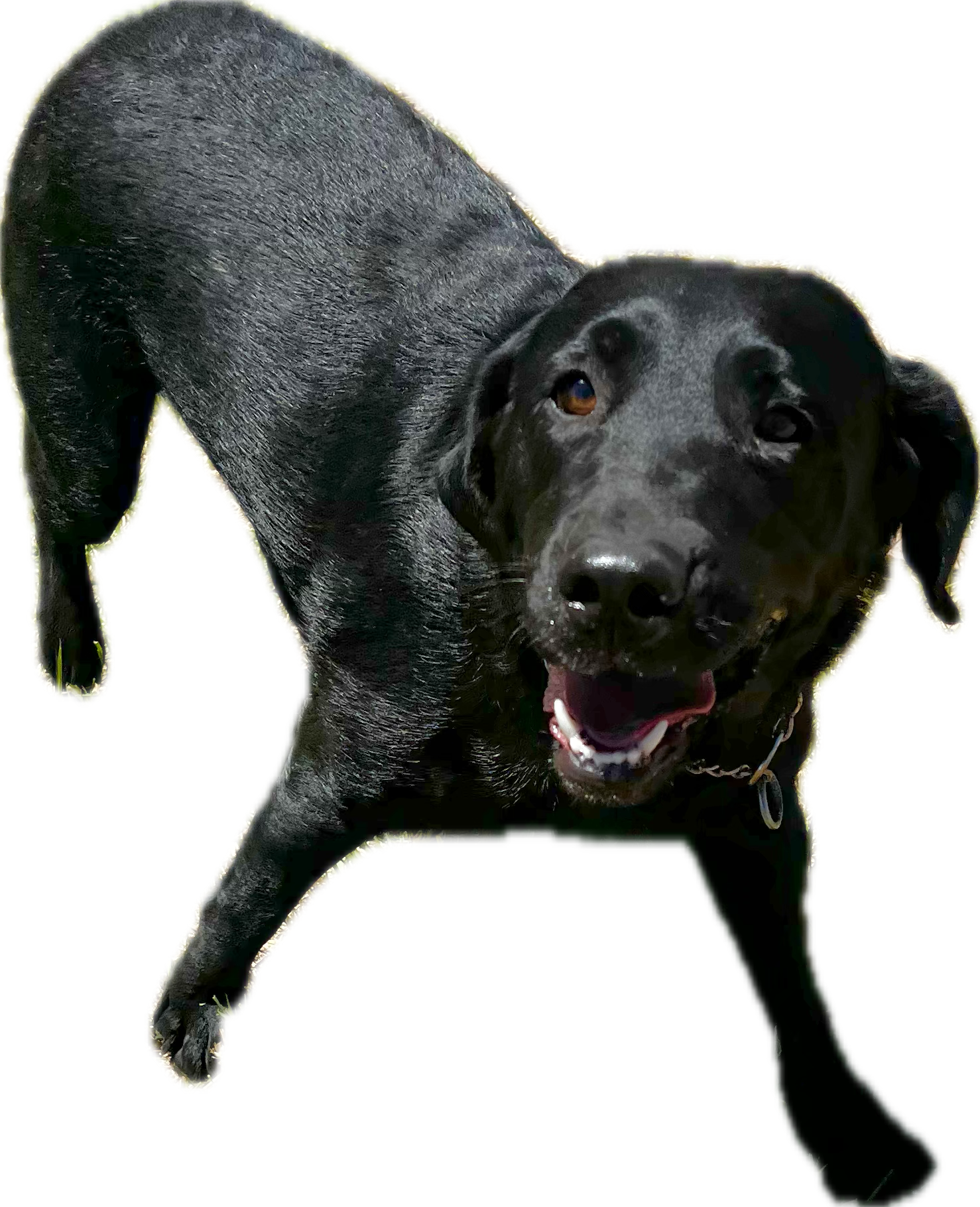 Sprague River Willow — black Labrador Retriever, OFA Excellent dam, third generation on the property